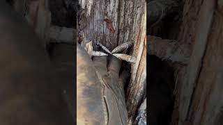 Has anyone ever seen this condition inside a pine tree before? #whitepine#sthilms500i #wood #nature