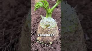 216 大秧农场 来自地中海的根芹 脆嫩鲜香！#种菜  #根芹 #携手助农  @快手创作者中心O3xrgtux2ehryffe