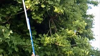 How do you rescue a frisbee stuck in a tree?