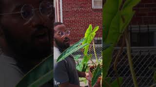 Don’t Buy a ZZ plant BUY THIS INSTEAD! #planthaul #zzplant #plantcaretips