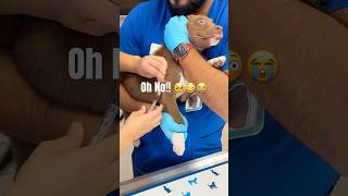 My Puppy Got Her First Shots and it went like… 💉😭🥶😳 #dogshorts #puppy #shortsfeed