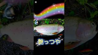 艶々🌈　#fishing #釣り #野池