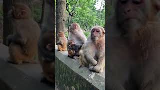 AWW MONKEY's family of four