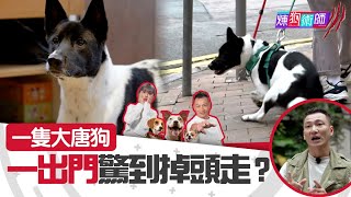 屈臣氏 Wats Petmacy 寵物藥妝呈獻：煉狗術師III｜Eric Ko教路｜一隻大唐狗 一出門驚到掉頭走?｜Eric Ko｜鄺芷凡｜第2集｜煉狗術師｜馴犬｜毛孩｜HOYTV｜HOY｜HOY77