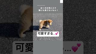 Puppy walking 💕 Too cute to walk #ShibaInu #Puppy #CuteDog #Cute #Walk
