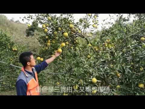 『寶香柑桔』止咳化痰山中之寶—三寶柑