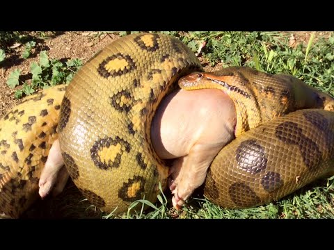 GIANT GREEN ANACONDA ─ The Amazon's Most Feared Predator