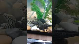 Feather Fin Catfish with common pleco fish #peace #aquarium #fish #catfish #tanklife #plecofish
