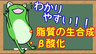 【管理栄養士】脂肪酸の生合成　β酸化　解説講座