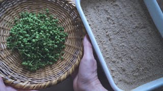 【ぬか床を整える手入れ】6月はぬか床に実山椒！ぬか漬けの風味がぐっとよくなる下ごしらえと冷凍保存