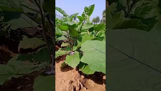 बेगान का फसल ||Bhojpuri songs #2023shots #viral #youtubeshorts #trending #2023 #new