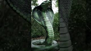 Viral Giant snake vid 4 #aigenerated #ai2050 #aiart