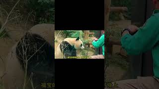 福宝真是太可爱了 #熊猫