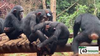 Grooming time at Tacugama Chimpanzee Sanctuary