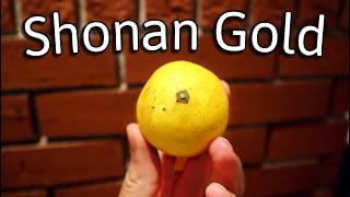 Shonan Gold - A very special citrus in Japan