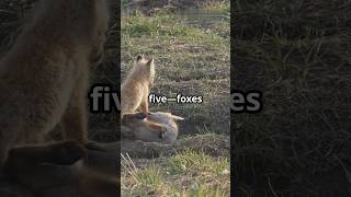 5 Amazing Facts About Foxes! #animal #facts #wildliferescue #americananimal #fox