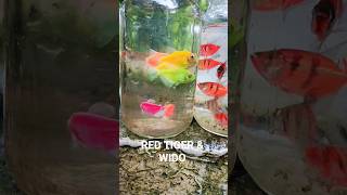 Long fin Red Tiger & widow fish #fish #widow