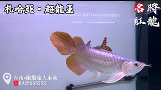 【樂魚愉人水族】札哈亞•超龍王 剛抵台的驚人狀態！ 有著誇張的後三鰭堆疊的表現，寬版的身型！  #札哈亞龍魚 #札哈亞 #樂魚愉人水族 #紅龍 #龍魚 #水族館 #超龍王