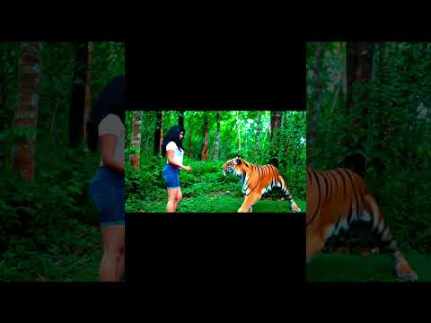 what she is doing infront of Tiger - Tiger and the Girl in forest #shorts #aivlogger #trendingnow