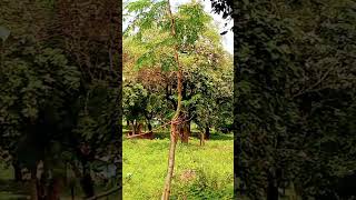 Maine tujhe chaha to