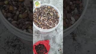 সবুজের সন্ধানে 🌳🌳🌳#viral#gardening#gardern#greengardener#গাছ#সবুজ#ytshorts#shortsvideo#shorts#পরিবেশ