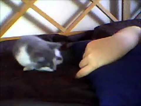Bella as a kitten