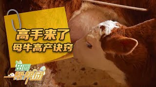母牛“生娃”慢愁坏养殖户！专家揭秘繁殖提速术，效益翻倍有妙招《田园帮帮团》 20250716 | 农业致富经 Agriculture And Farming