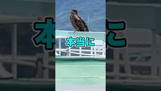 It's common knowledge to know the difference between a hawk and a kite, right?