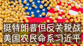美国大豆出口一半以上到中国，大约130亿美元，贸易战直接关系到50万农民的生计，他们呼吁中美双方停止互害，尽快达成协议，确保自由贸易。但习近平目前采取的是对抗姿态，你特朗普掀桌子，我就换整套家具。
