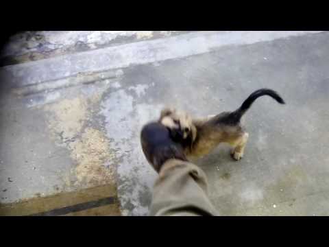 Yonki at three months being ferocious