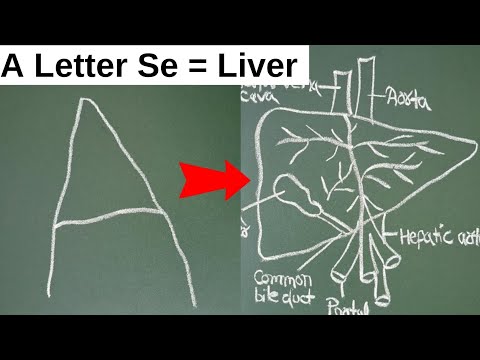 A letter se liver ka diagram | liver diagram | how to draw liver | liver diagram easy| liver drawing