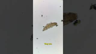 Something RARE happens if you put 50 tardigrades in a jar!