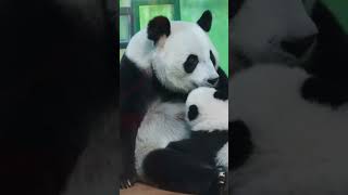 Panda baby: Mommy I love you. #panda #pandacub #cute #cutepanda