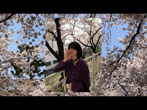 [VLOG] 정독 도서관 벚꽃 구경 ★