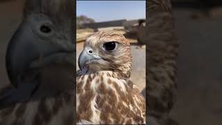 Egle Talking | #shortsvideo #youtubeshorts #sbgivlogs
