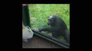 SMART Chimp Asks Zoo Visitors For Drink #shorts #anilfacts #viralshorts