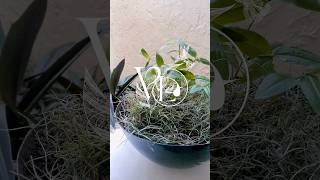 Nervous System Reset- Time w/Plants 🌿🤍💫 #inspiredliving #vibes #lifestyle #health #plants #innerwork