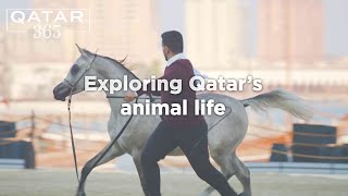 A spotlight on Qatar’s beloved animals, from Arabian horses to whale sharks and falcons | Qatar 365