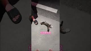 这个赌约，我愿意输#猫咪 #流浪猫 #萌宠出道计划