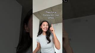 Fun facts about arctic polar bears, nanuit #polarbear #arctic #funfacts #nanuq #TikTokforGood