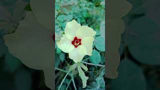 Beautiful nature #shortvideos #natureinspires #natureaesthetics