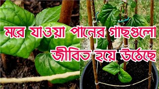 Dying betel Leaf Plants became alive | Shoukher Bagan UK 2023