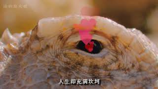怪事年年有，这年头，连松鼠都扎根长在沙漠里了!