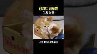 판 레전드 공포썰 [고양이의 복수]