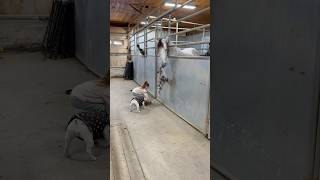 Barn bloopers! #horse #equestrianjourney #horsecare #farming #fyp