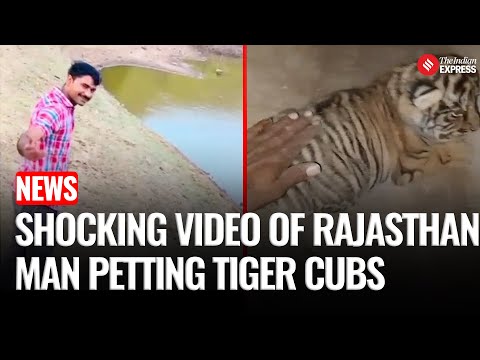 Rajasthan: Man Pets Tiger Cubs In Ranthambore National Park