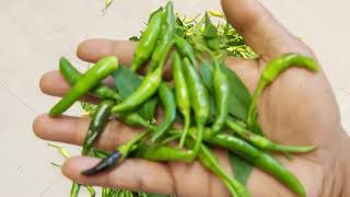 Bangladeshi green chillies Harvested - Shokher bagan Oxford - Bangladeshi vegetable garden UK