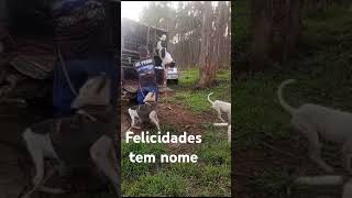 #hunting #javaporco #tocaboca #shorts #cachorro #ms #mt