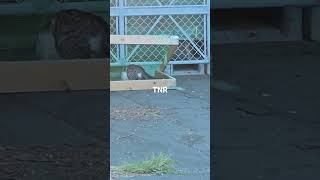 TNR #feral cat protection #rescue #abandoned cat
