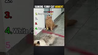 Ranking Funny Cat Moment  #shorts  #funnycatsvideo  #memes